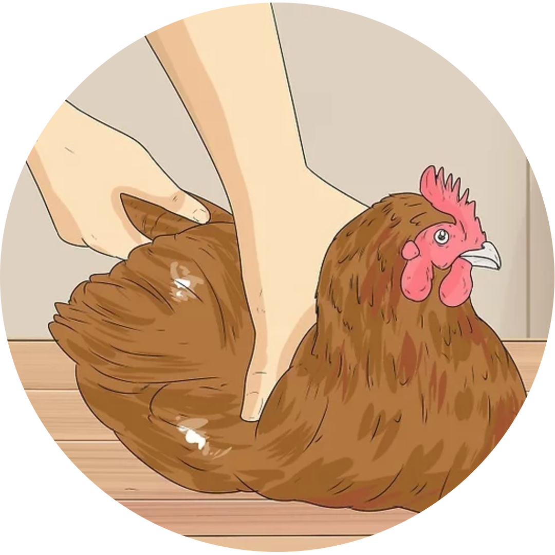 ayam dipegang